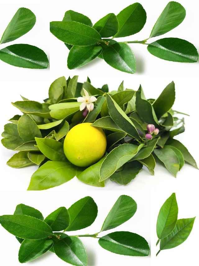 Lemon leaves benefits used
