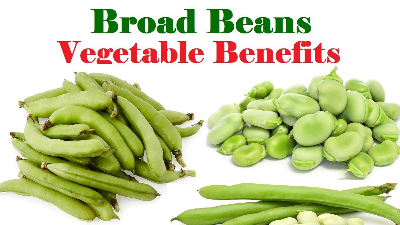 Broad Beans Vegetable Benefits